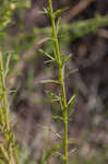 San Antonio false foxglove